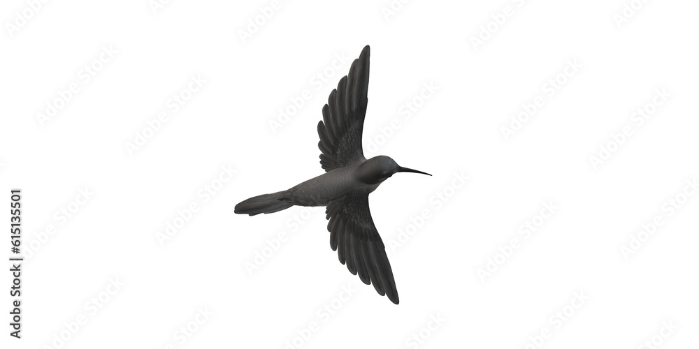 Humming Bird isolated on a Transparent Background Humming Bird isolated on a Transparent Background