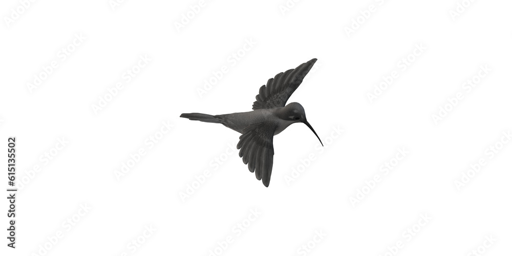 Humming Bird isolated on a Transparent Background Humming Bird isolated on a Transparent Background