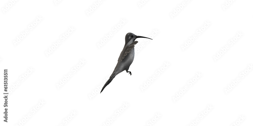 Fototapeta premium Humming Bird isolated on a Transparent Background