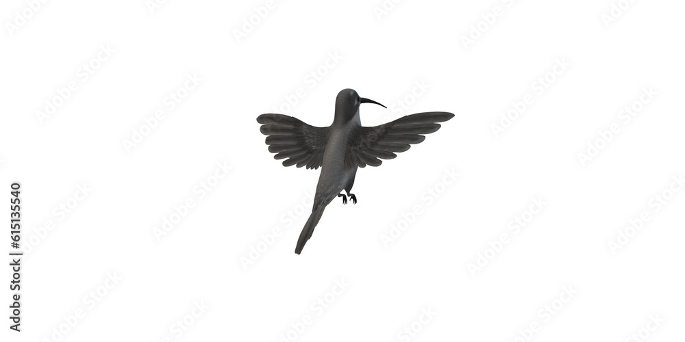 Obraz premium Humming Bird isolated on a Transparent Background