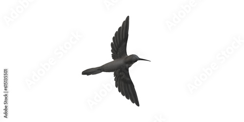 Humming Bird isolated on a Transparent Background