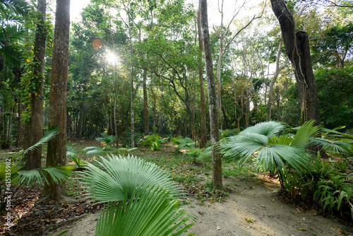 White Elephant Palm, White Backed Palm (Kerriodoxa elegans) : endemic palm found in southern Thailand. photo