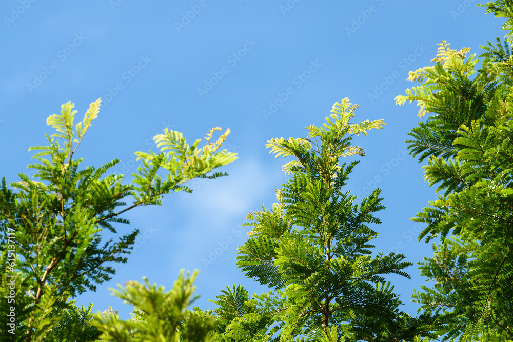 Beautiful green leaves of plants named Beautiful green leaves of plants named
