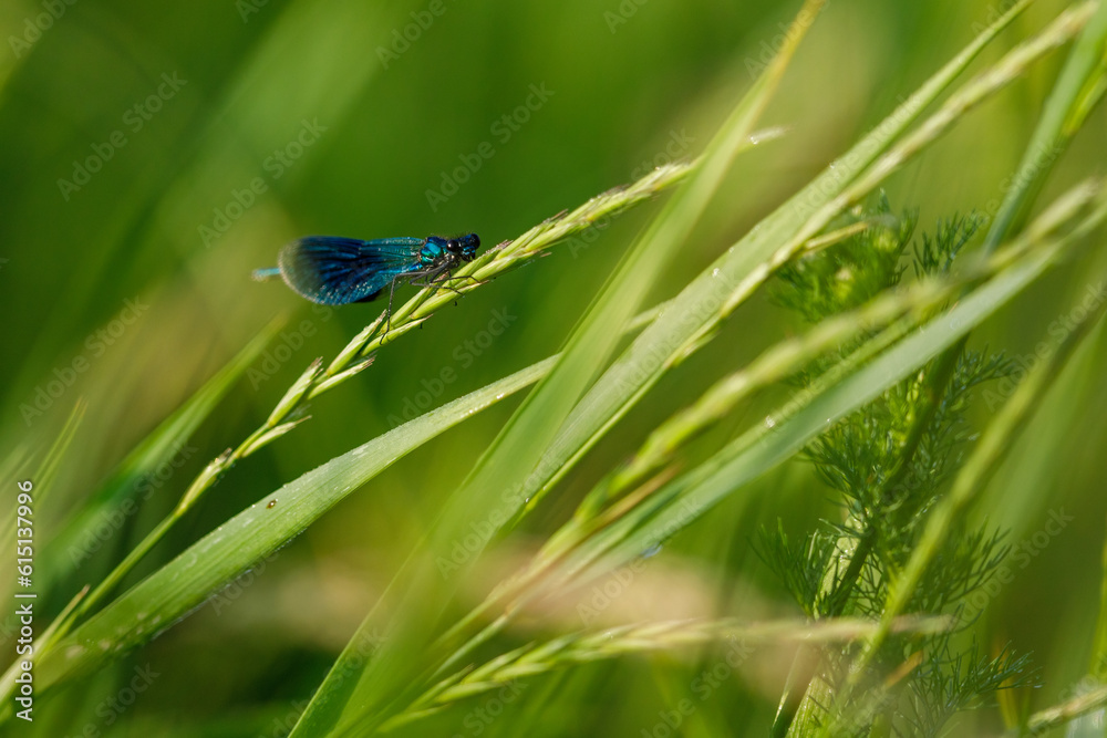 Naklejka premium A Banded Demoiselle Dragonfly in the wild