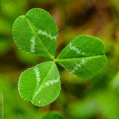 detail of shamrock or white clover tripple leaf (Trifolium repens) photo