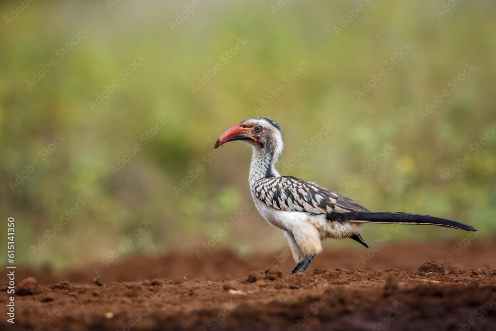 Southern Red billed Hornbill standing on the ground in Kruger National park, South Africa ; Specie Tockus rufirostris family of Bucerotidae Southern Red billed Hornbill standing on the ground in Kruger National park, South Africa ; Specie Tockus rufirostris family of Bucerotidae