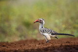 Southern Red billed Hornbill standing on the ground in Kruger National park, South Africa ; Specie Tockus rufirostris family of Bucerotidae
