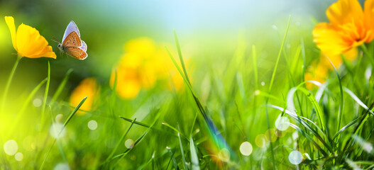 Sunny summer nature background with fly butterfly and  wild flowers on Forest glade grass with sunlight and bokeh. beautiful Outdoor nature