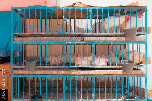 Mirleft, Morocco - close-up of three storey chicken cage in a public market. White roosters on top level, white hens in the middle. Poultry for sale. Local scene in Africa.