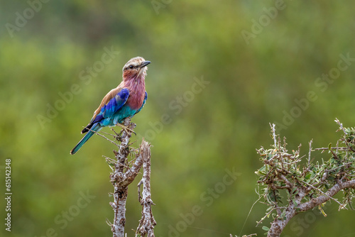 Lilac breasted roller standing on a branch isolated in natural background in Kruger National park, South Africa   Specie Coracias caudatus family of Coraciidae © PACO COMO