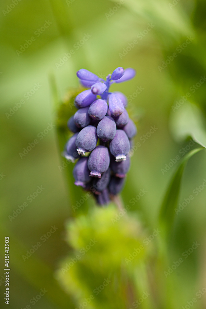 Muscari blue, neglectum, Muscari azzurro Muscari blue, neglectum, Muscari azzurro