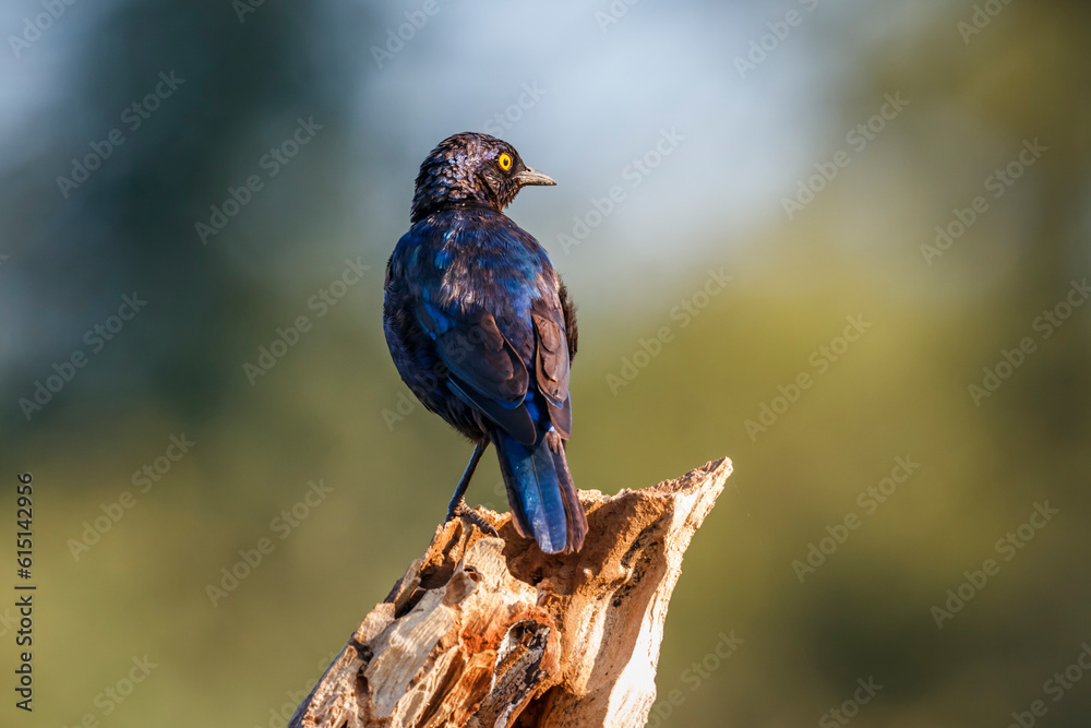 Obraz premium Cape Glossy Starling standing on a log isolated in natural background in Kruger National park, South Africa ; Specie Lamprotornis nitens family of Sturnidae