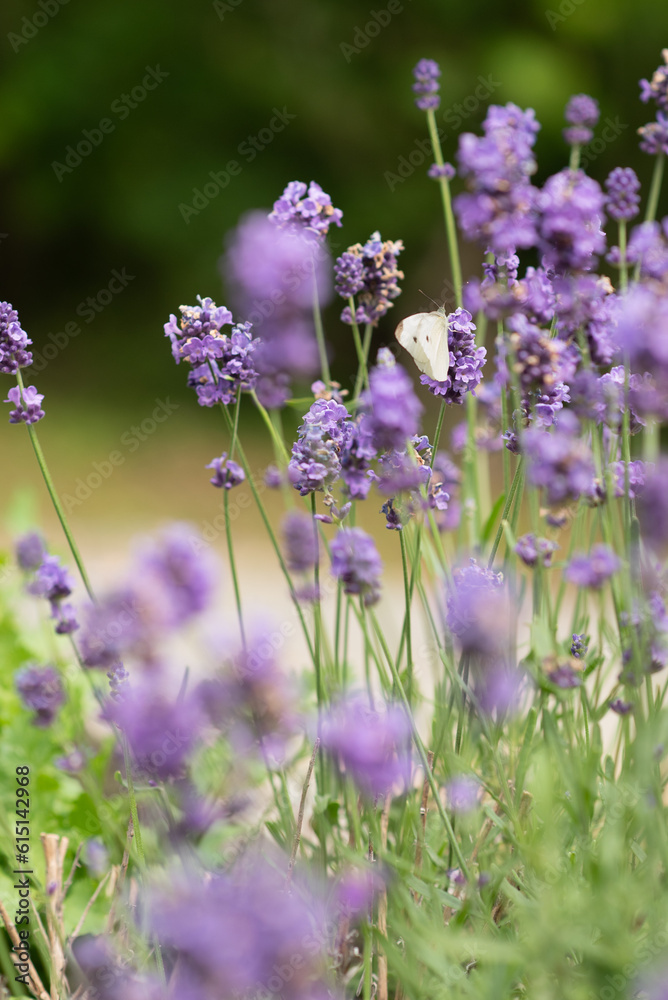 Cabbage white. Small sized butterfly species of the family Pieridae in a field of aromatic lavender blooms. Cabbage white. Small sized butterfly species of the family Pieridae in a field of aromatic lavender blooms.