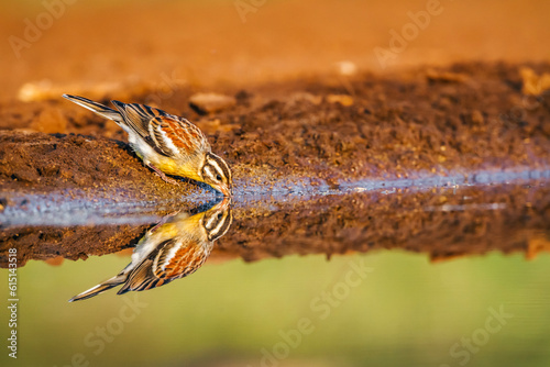 African Golden breasted Bunting drinking in waterhole in Kruger National park, South Africa ; Specie Fringillaria flaviventris family of Emberizidae photo