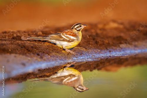 African Golden breasted Bunting at waterhole with reflection in Kruger National park, South Africa ; Specie Fringillaria flaviventris family of Emberizidae photo