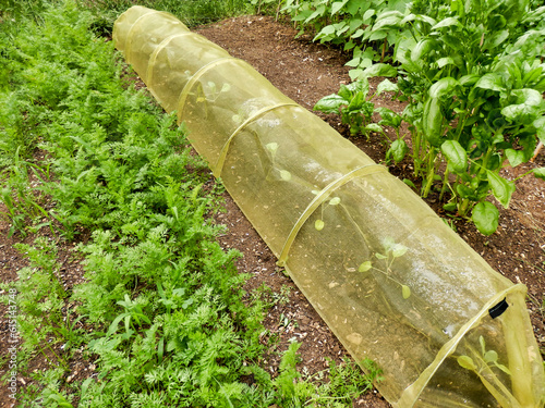 Cloche made of netting placed over young cabbage plants to protect them from being eaten by insects and birds
