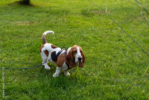 Canvastavla Neville Longbottom the Basset Hound enjoying the summer grass