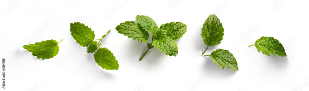fresh mint leaves collection with real transparent shadow isolated on transparent background; png food design element - obrazy, fototapety, plakaty 