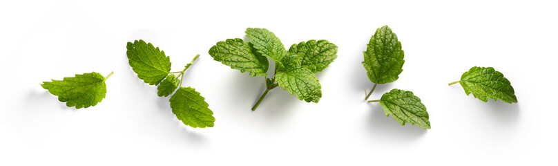 fresh mint leaves collection with real transparent shadow isolated on transparent background; png food design element