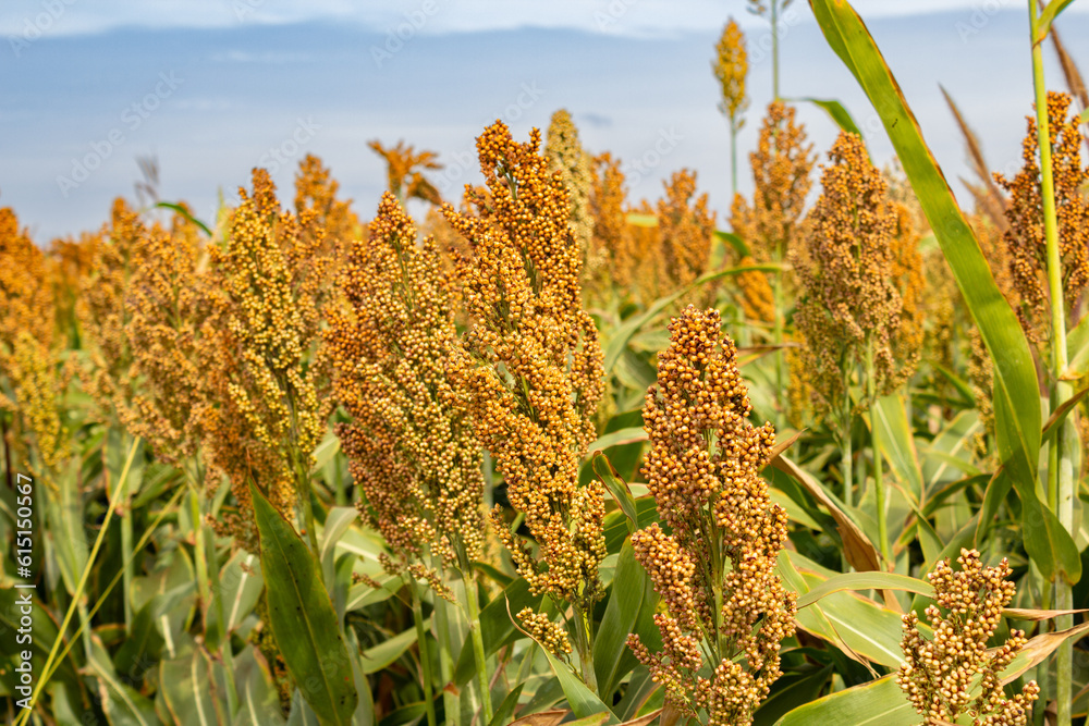 Ταπετσαρία Detalhe em close de uma plantação de sorgo em uma fazenda de Goias no Brasil