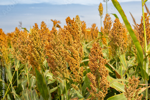 Detalhe em close de uma plantação de sorgo em uma fazenda de Goias no Brasil.
