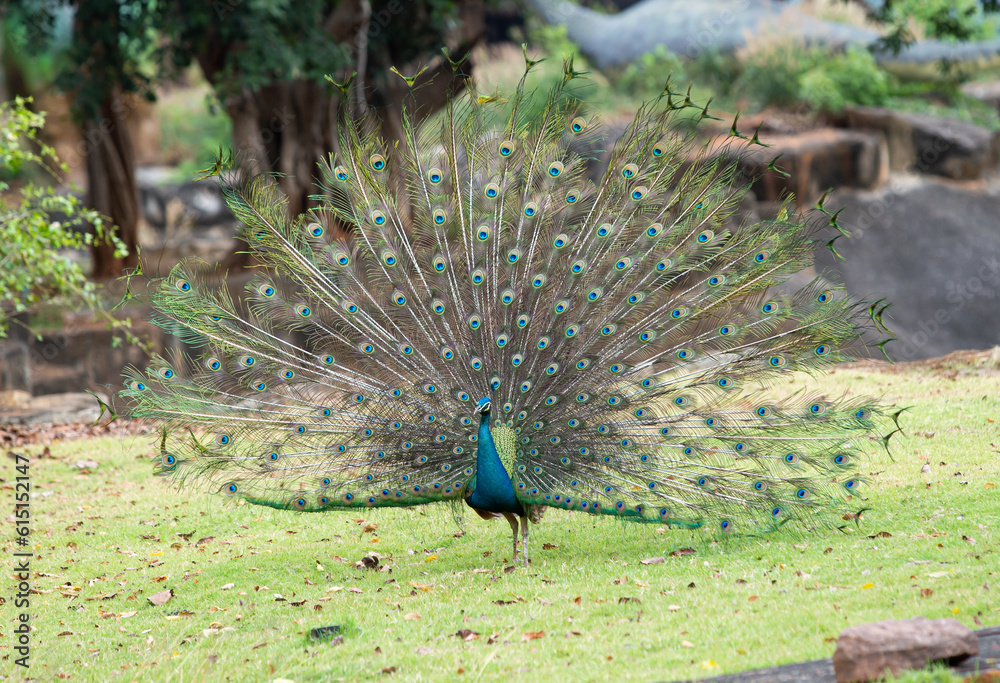 Obraz premium Indian Male Peacock nature background