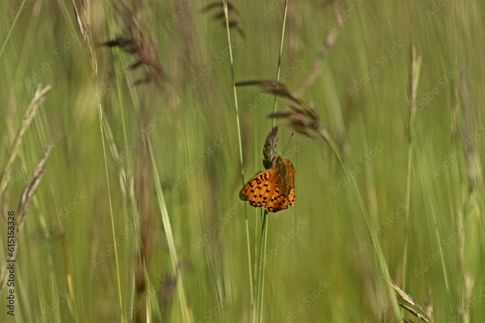 Frisch geschlüpfter Großer Perlmutterfalter (Argynnis aglaja). Frisch geschlüpfter Großer Perlmutterfalter (Argynnis aglaja).