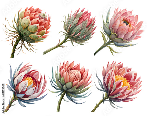 Watercolor protea flowers set. Generative Ai