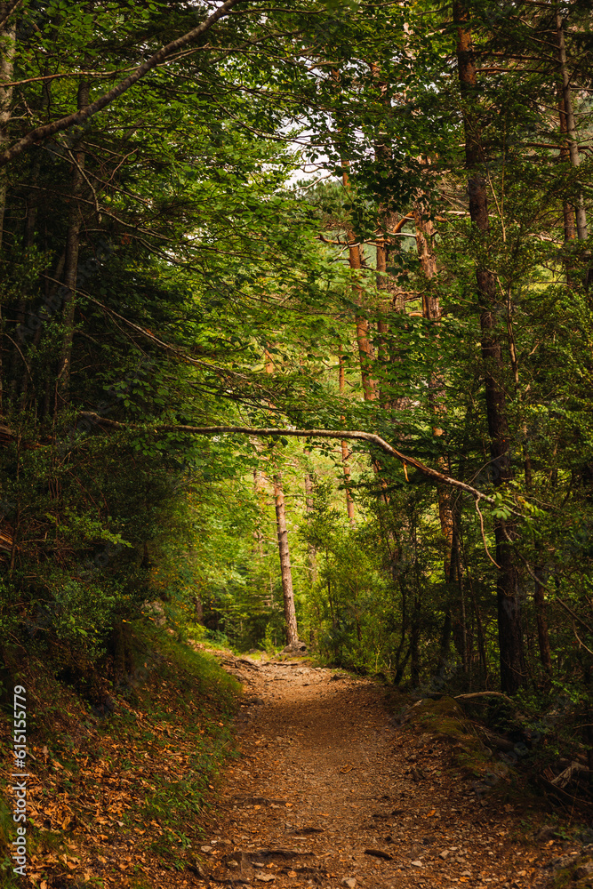 Fototapeta premium A path between the trees of the lush forest of the Ordesa National Park, in Huesca, Spain. Ordesa y Monte Perdido National Park is in the heart of the Pyrenees and a protected natural areas in Europe