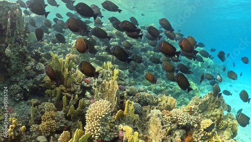 Beautifiul underwater view with tropical coral reefs