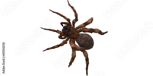 Trapdoor Spider isolated on a Transparent Background