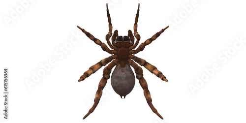 Trapdoor Spider isolated on a Transparent Background