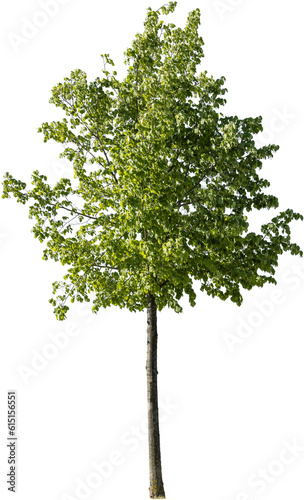 Junger freistehender Lindenbaum im Sommer