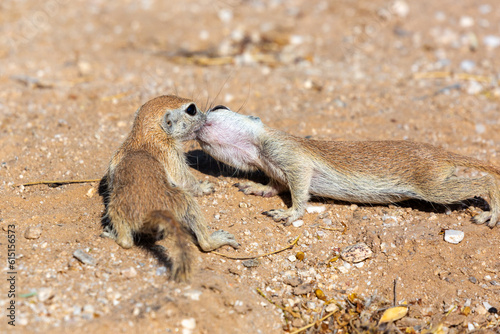 A mother round-tailed ground squirrel, Xerospermophilus tereticaudus, with one of her young, showing affection by nuzzling each other, and kissing. Pima County, Tucson, Arizona, USA. photo