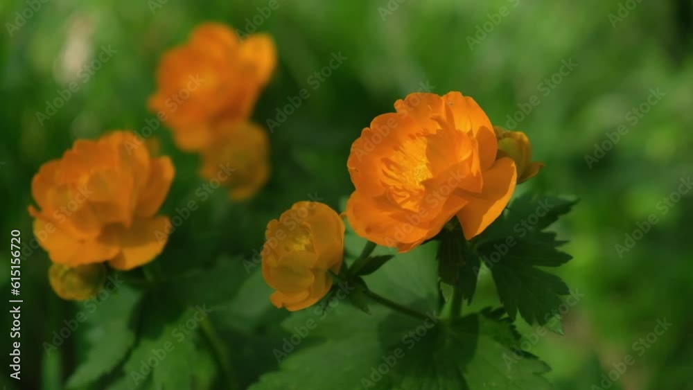 bright flowers of the buttercup family are swaying in the wind in the rays of the sun. blooming orange Trollius flowers in the forest, close up. beauty in nature. selective soft focus. bright flowers of the buttercup family are swaying in the wind in the rays of the sun. blooming orange Trollius flowers in the forest, close up. beauty in nature. selective soft focus.