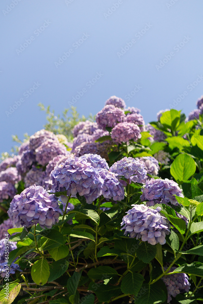 満開のアジサイの花