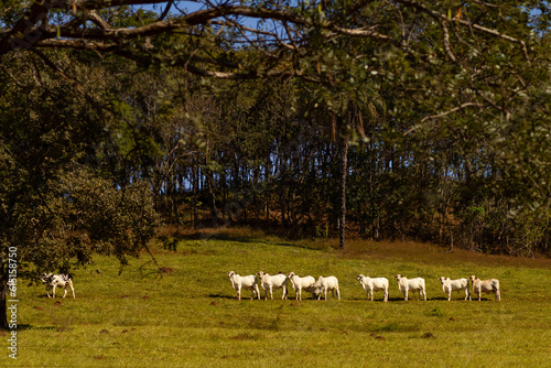 Uma fileira de gado, de animais todos brancos, pastando ao longo da paisagem de uma fazenda em um dia ensolarado. 