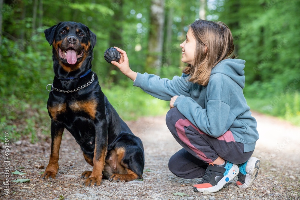 A little girl plays with a ball-toy with her dog of the Rottweiler breed on a path in a forest A little girl plays with a ball-toy with her dog of the Rottweiler breed on a path in a forest
