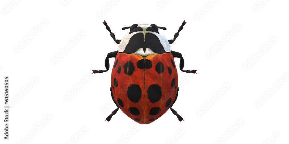 Lady Bug isolated on a Transaprent Background Lady Bug isolated on a Transaprent Background