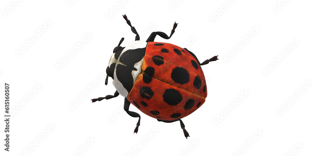Lady Bug isolated on a Transaprent Background Lady Bug isolated on a Transaprent Background