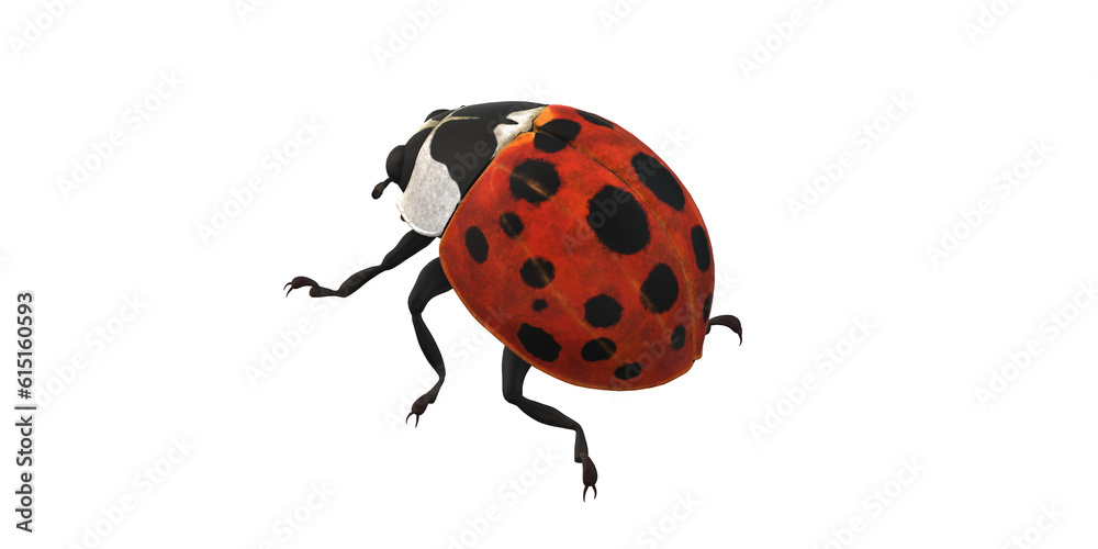 Lady Bug isolated on a Transaprent Background Lady Bug isolated on a Transaprent Background