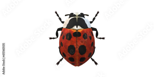 Lady Bug isolated on a Transaprent Background