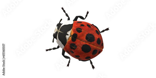 Lady Bug isolated on a Transaprent Background