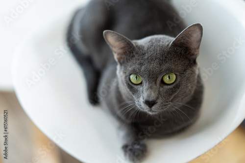Photography Thai cat (Korat cat) sitting on a chair