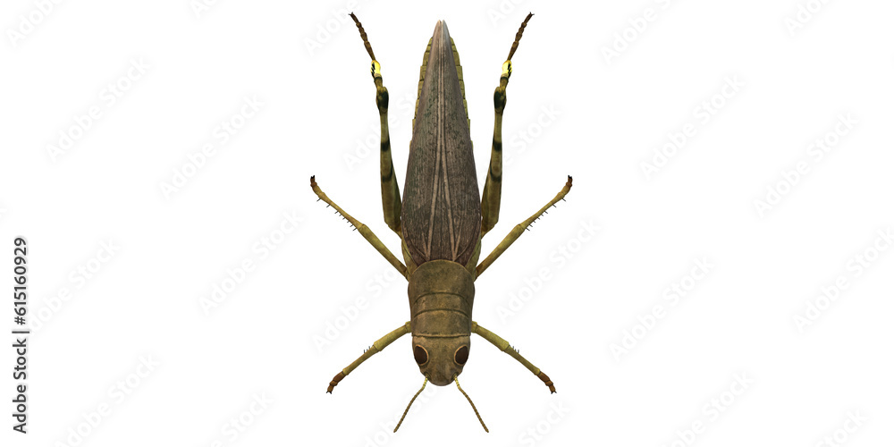 Grasshopper isolated on a Transparent Background Grasshopper isolated on a Transparent Background