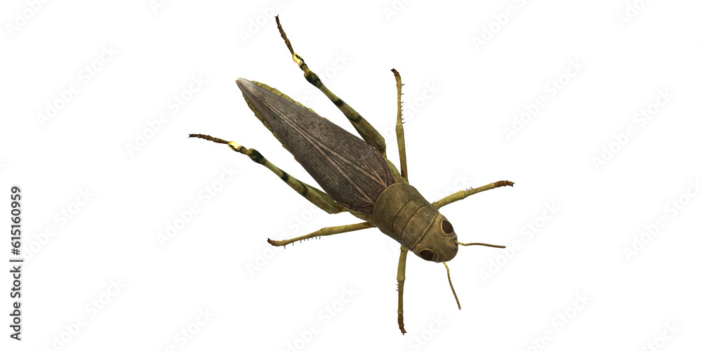 Grasshopper isolated on a Transparent Background Grasshopper isolated on a Transparent Background
