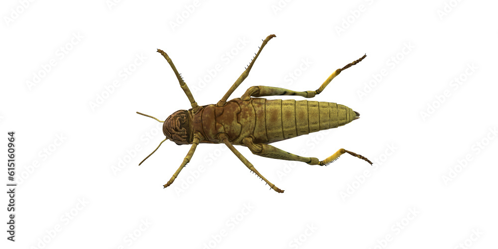 Grasshopper isolated on a Transparent Background Grasshopper isolated on a Transparent Background