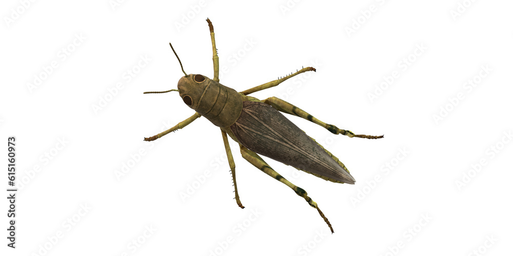 Grasshopper isolated on a Transparent Background Grasshopper isolated on a Transparent Background