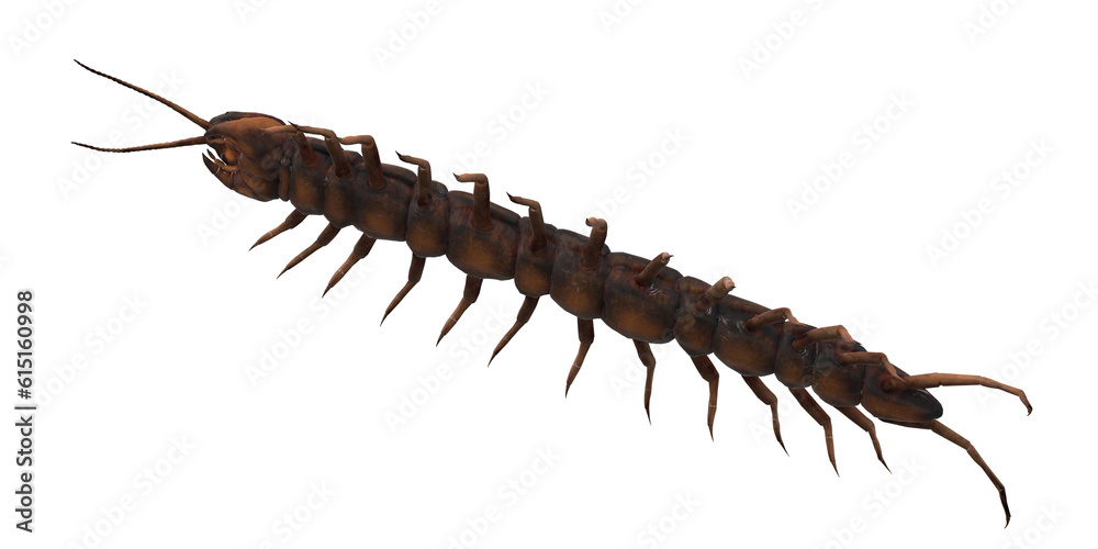 Obraz premium Centipede isolated on a Transparent Background