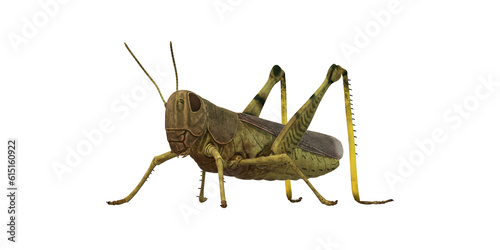 Grasshopper isolated on a Transparent Background